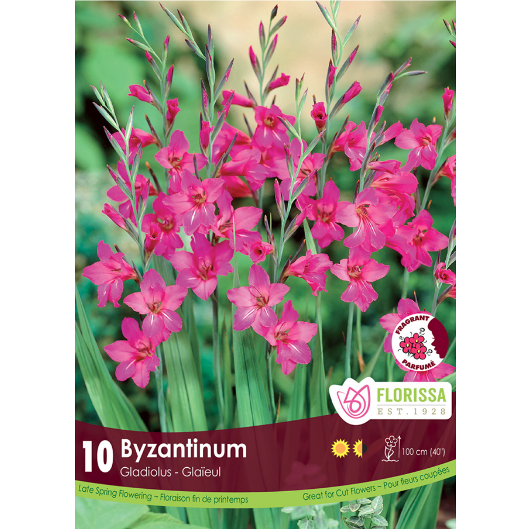 Gladiolus 'Byzantinum' 10/Pkg.