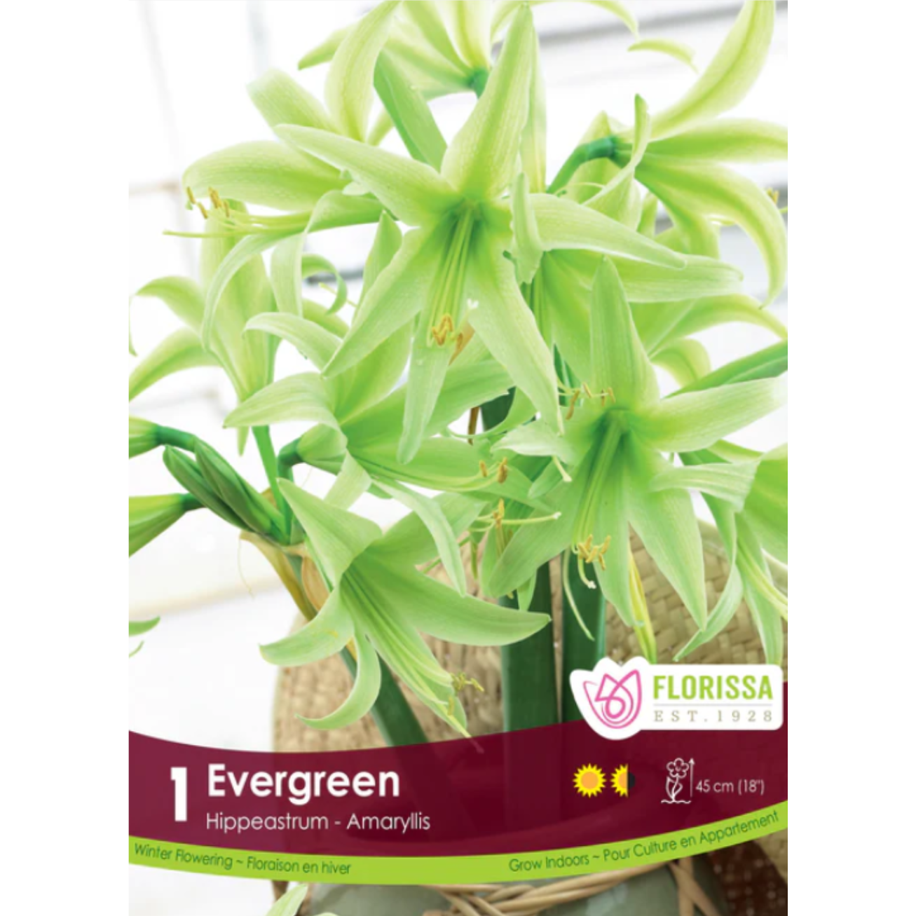 Amaryllis Evergreen 24+ 1/Pkg.