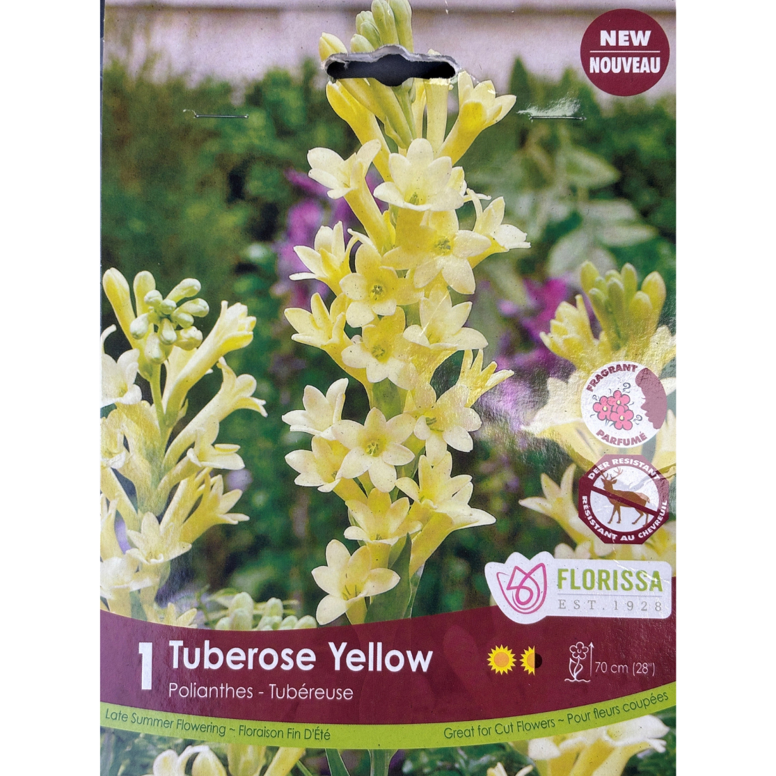 Bulbs Polianthes Tuberosa Yellow 1/Pkg.