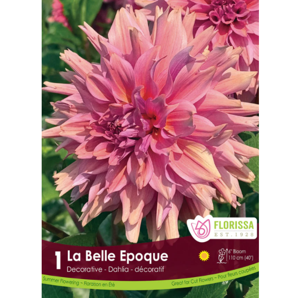 Bulbs Dahlia La Belle Epoque 1/Pkg.