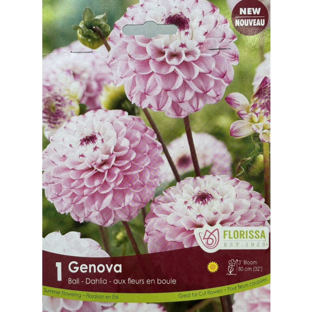 Bulbs Dahlia Genova Ball 1/Pkg.