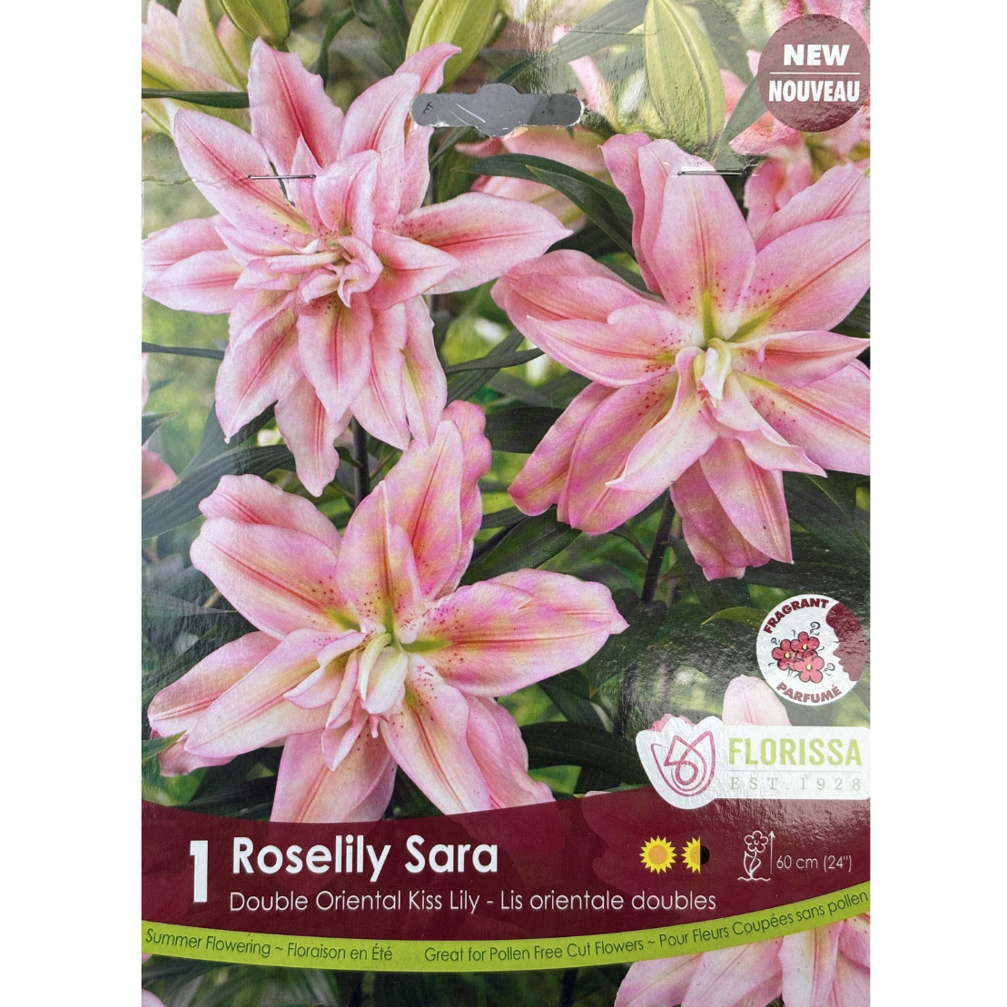 Bulbs Lily Roselily Sara 1/Pkg.