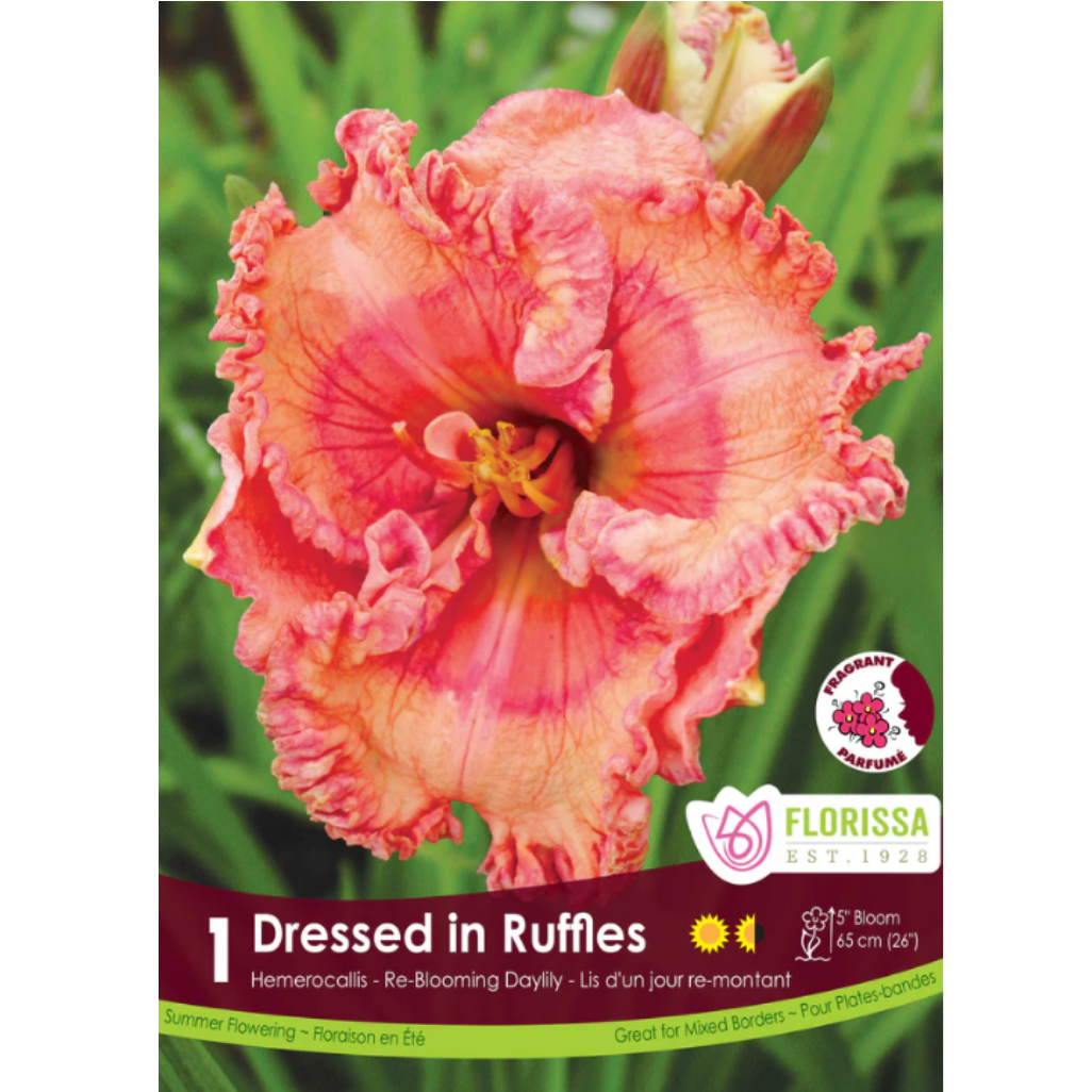 Bulbs Hemerocallis Dressed In Ruffles 1/Pkg.