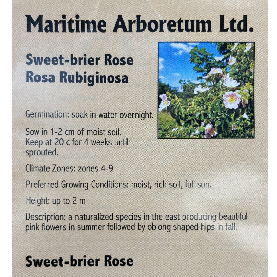 Maritime Arboretum Seed Sweet-Brier Rose