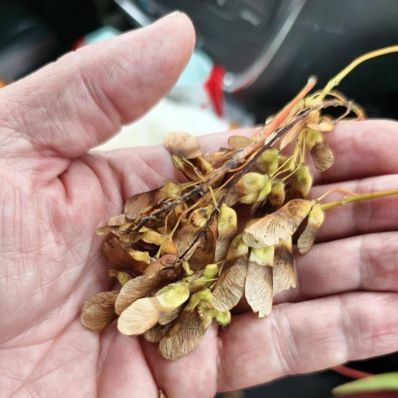 Maritime Arboretum Seed Mountain Maple