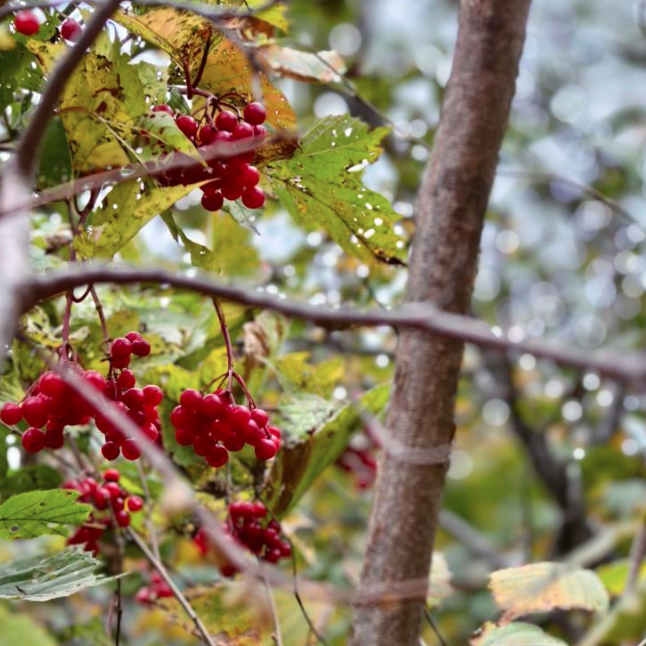 Maritime Arboretum Seed Highbush Cranberry