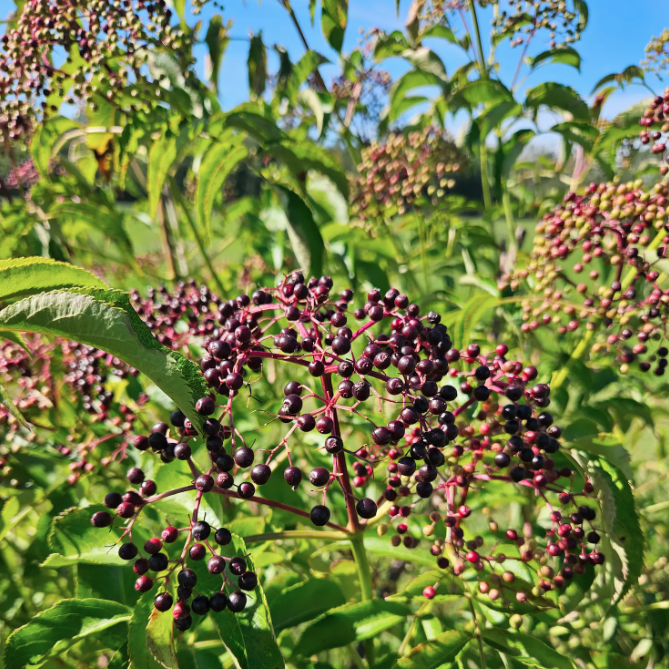 Maritime Arboretum Seed Purple Elderberry