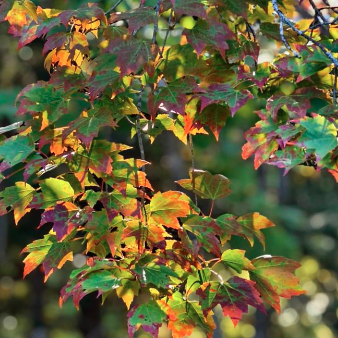 Maritime Arboretum Seed Red Maple
