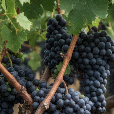 Maritime Arboretum Seed Wild Grape