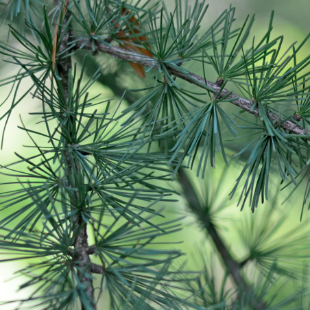 Maritime Arboretum Seed Tamarack