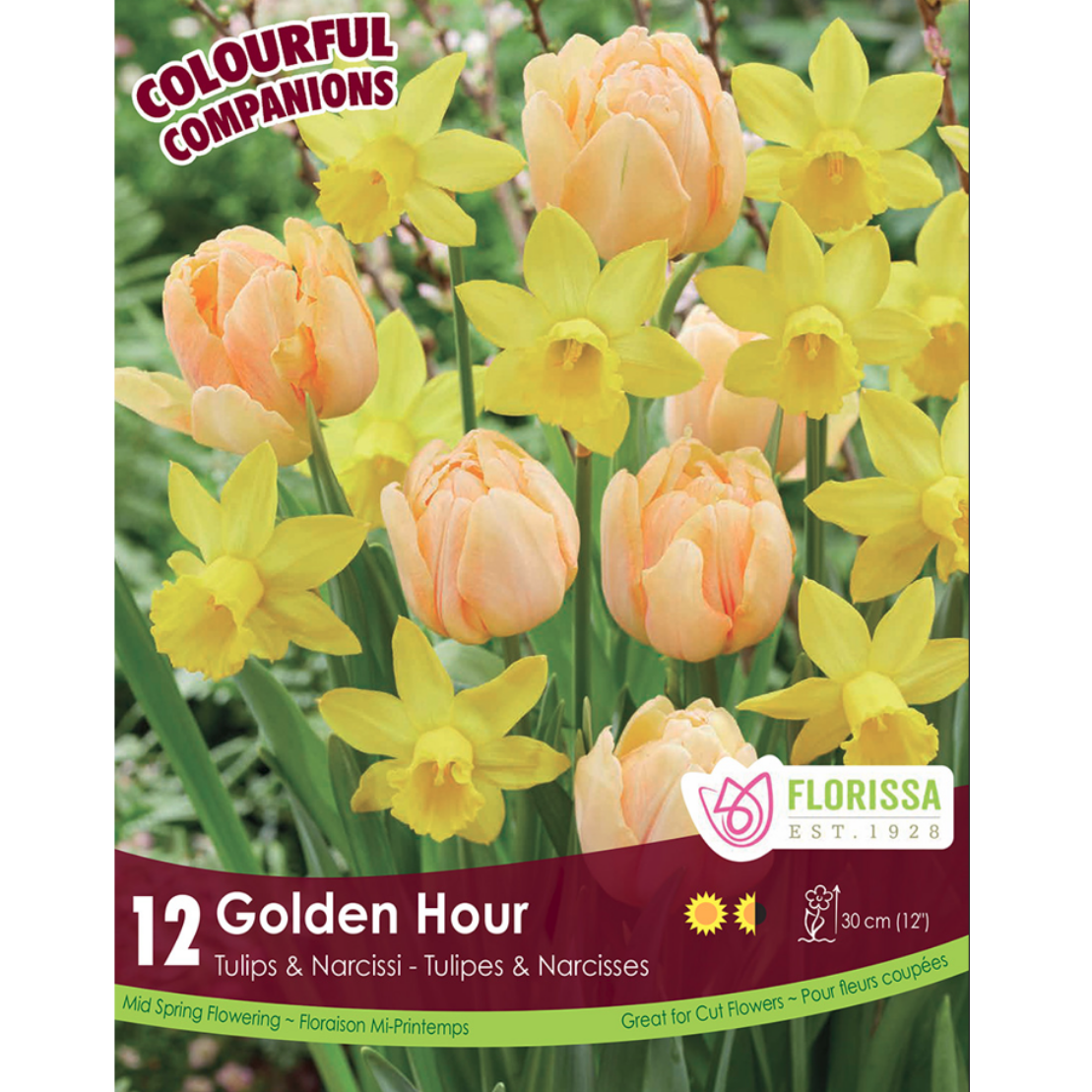 Colourful Companions 'Golden Hour' 12/Pkg.