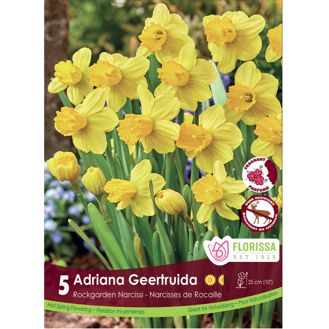 Narcissus 'Adriana Geertrudia 5/Pkg.