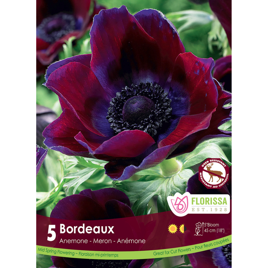 Anemone 'Bordeaux' 5/Pkg.