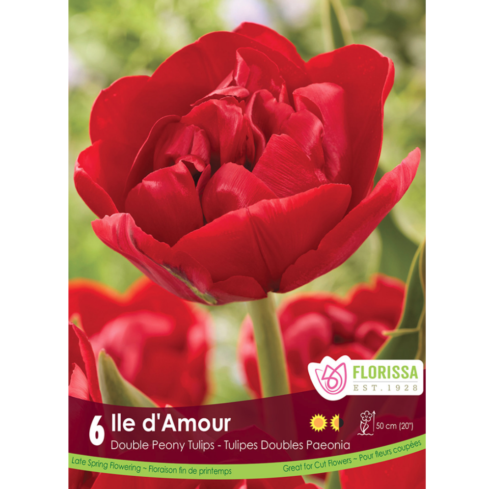 Tulip 'Ile D'Amour' 6/Pkg.