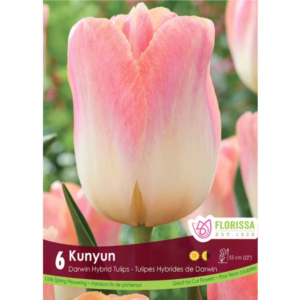 Tulip 'Kunyan' 6/Pkg.