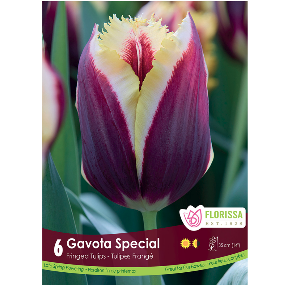 Tulip 'Gavota Special' 6/Pkg.