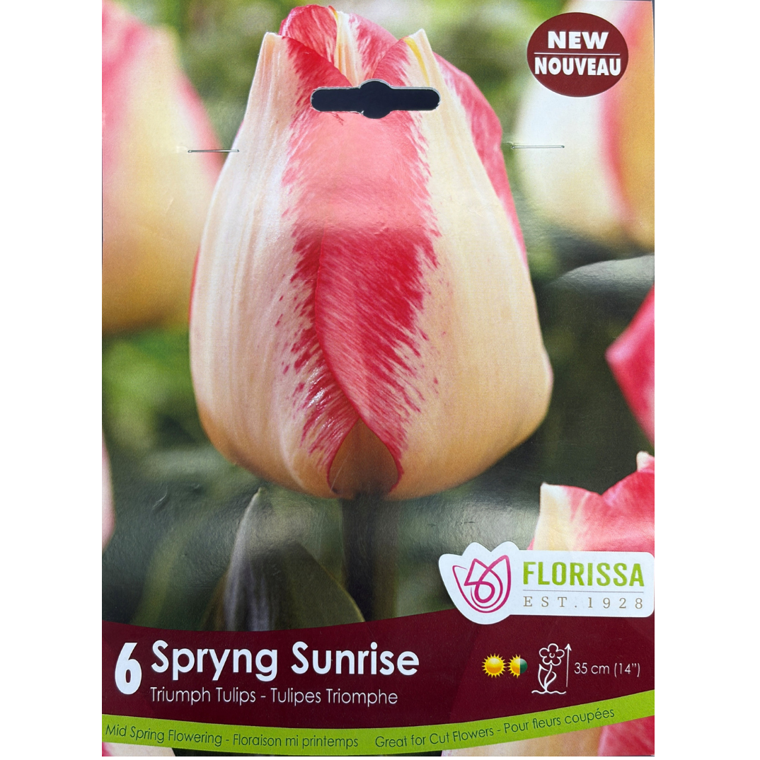 Tulip 'Spryng Sunrise' 6/Pkg.