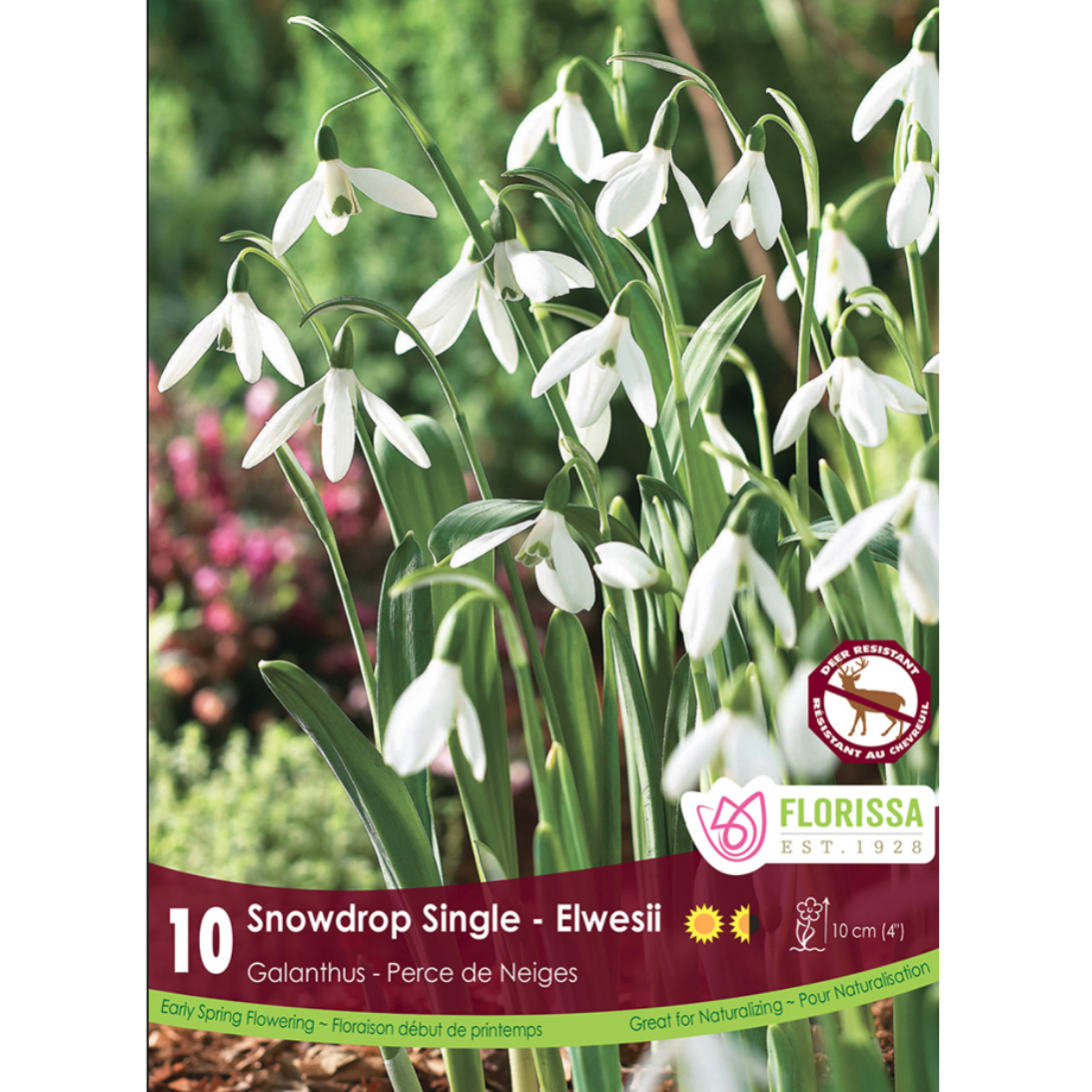 Galanthus 'Snowdrops Single - Elwesii' 10/Pkg.