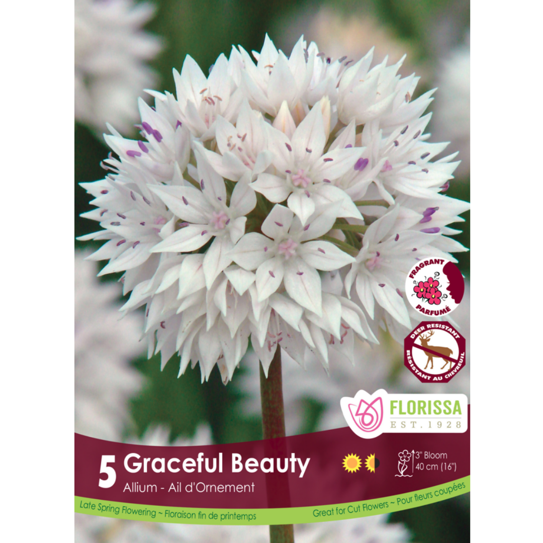 Allium 'Graceful Beauty' 5/Pkg.