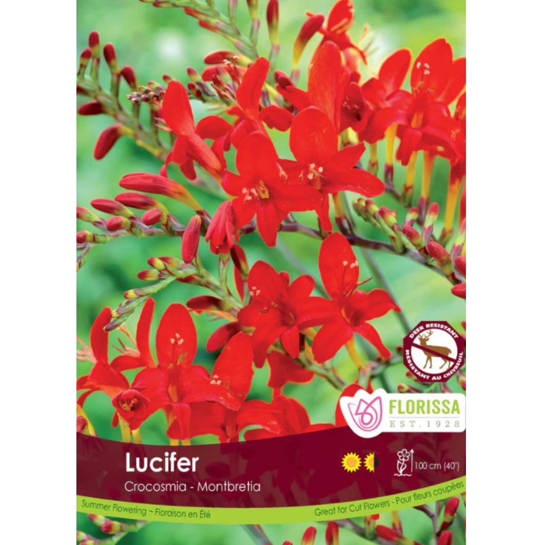 Bulbs Crocosmia Lucifer 5/Pkg.
