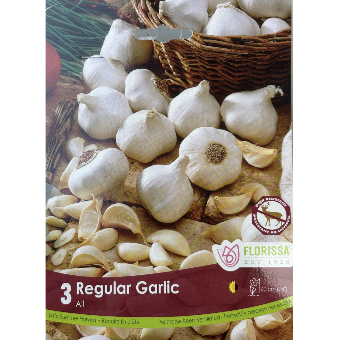 Bulbs Garlic 'Regular' 3/Pkg.