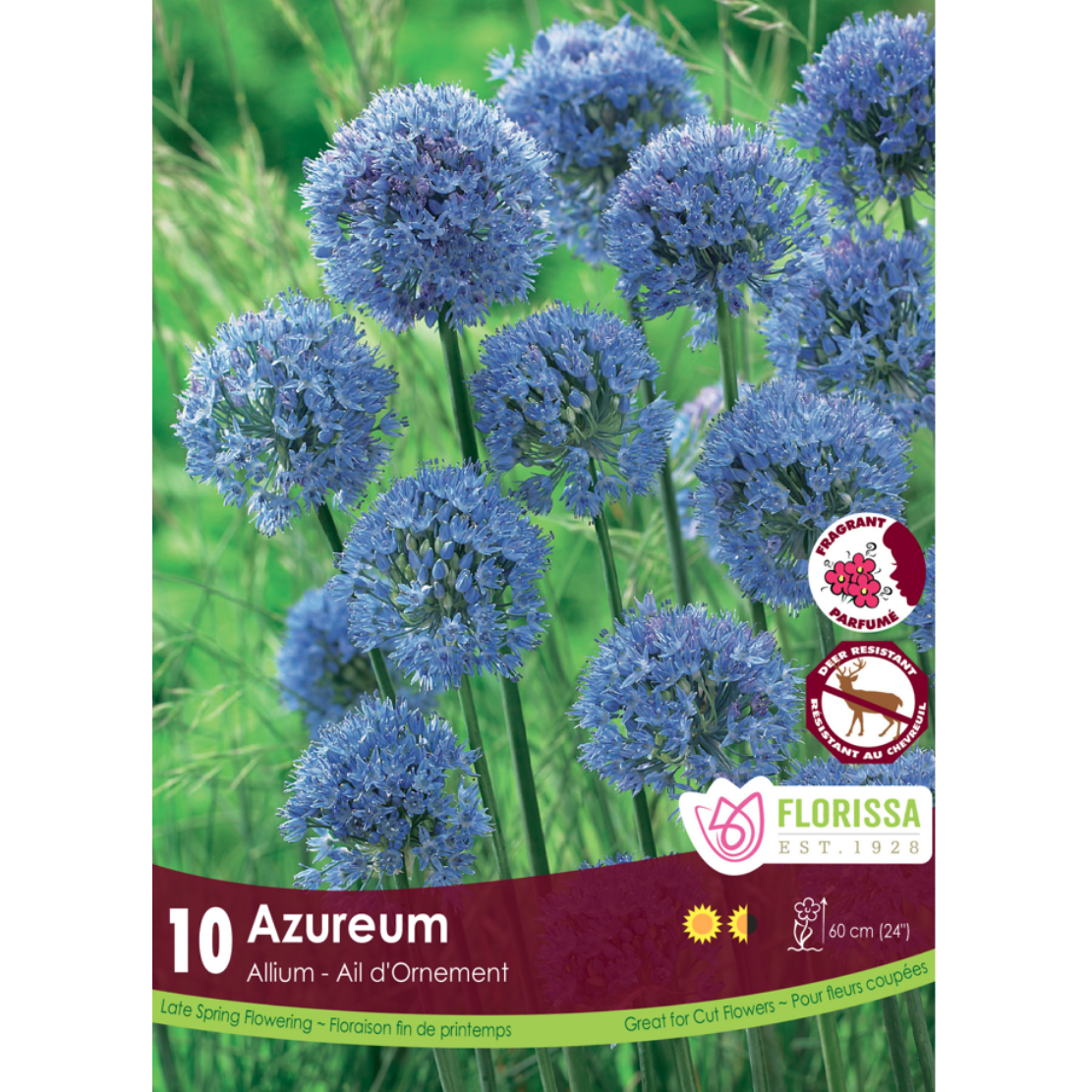 Allium 'Azureum' 10/Pkg.