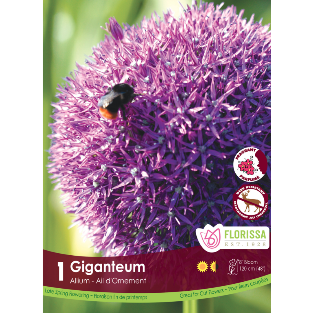 Allium 'Giganteum' Bulb 20+ 1/Pkg.