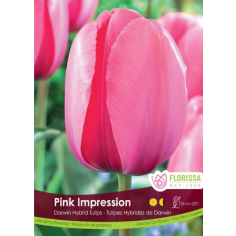 Tulip Bulk 'Pink Impression' Darwin Hybrid (Price per Bulb)