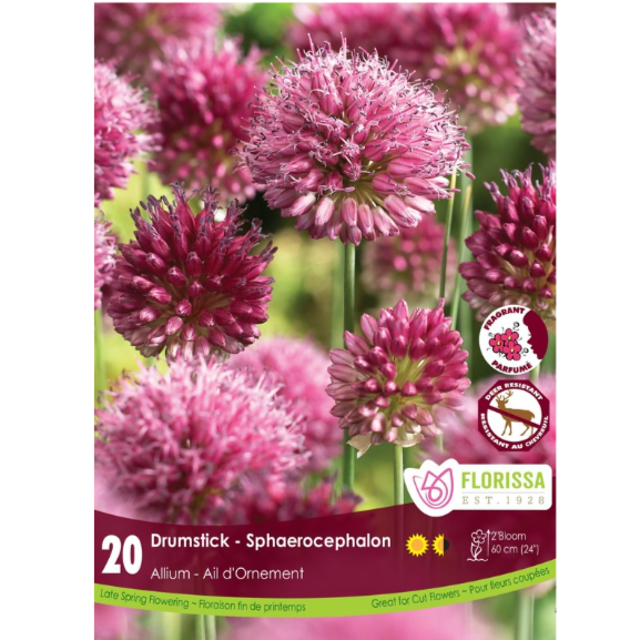 Allium 'Sphaerocephalon Drumstick' 20/Pkg.