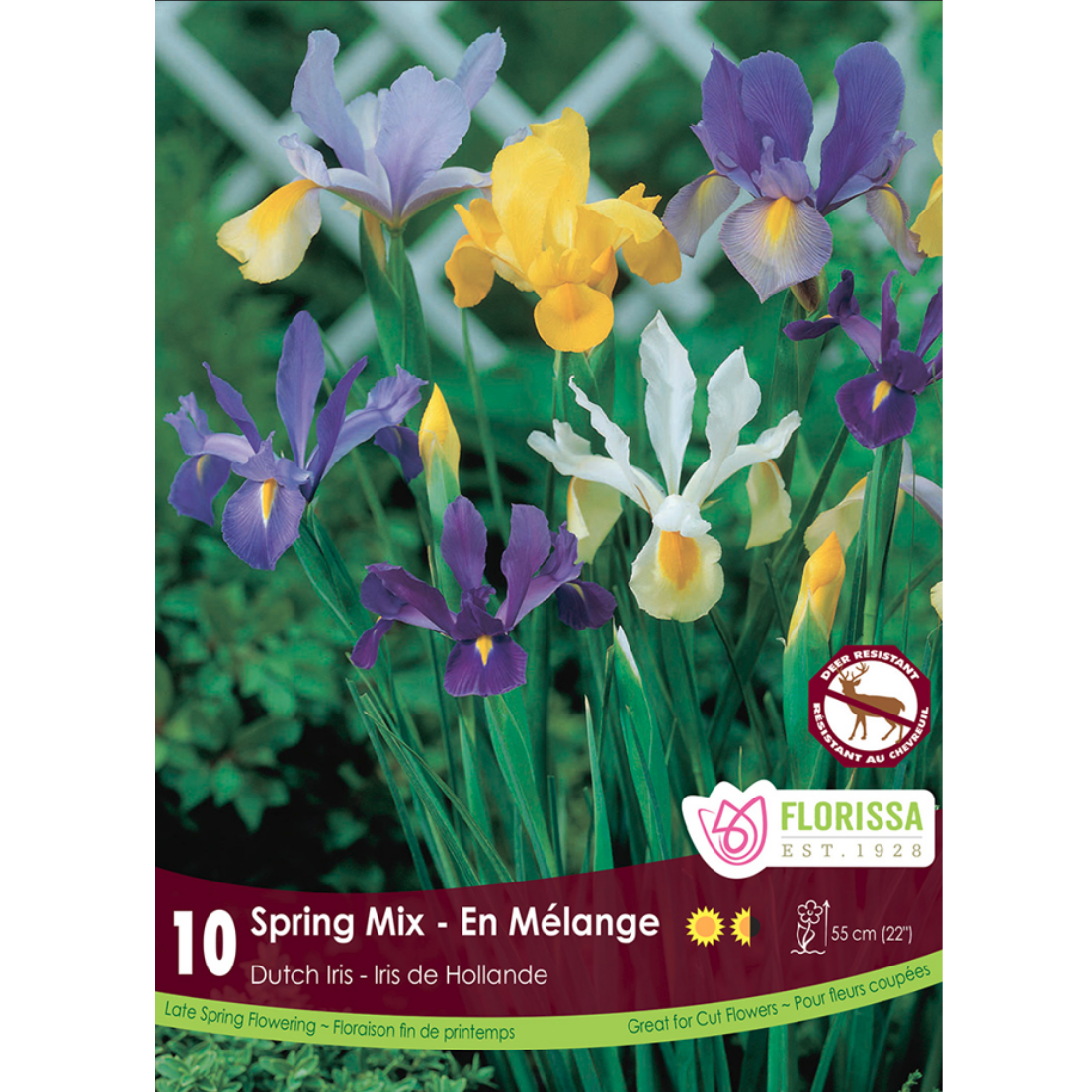 Iris 'Spring Mix' Dutch 10/Pkg.