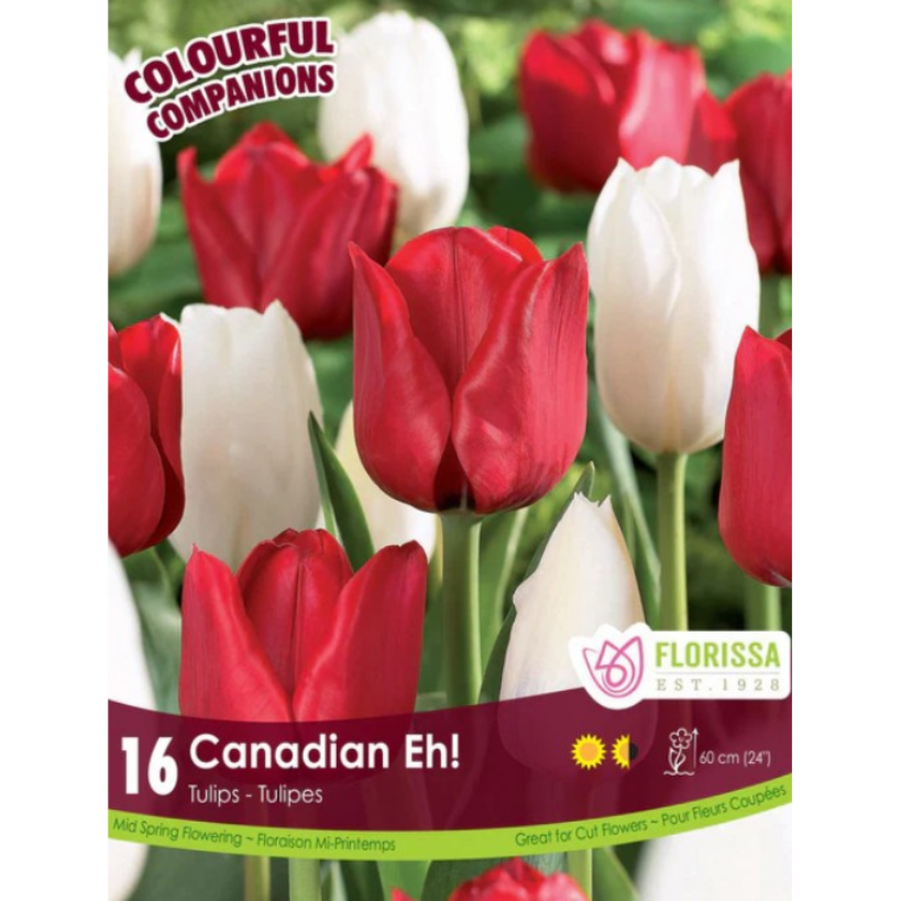 Colourful Companions Tulip 'Canadian Eh!' 16/Pkg.