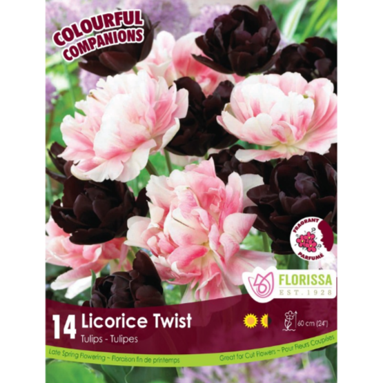 Colourful Companions Tulips 'Licorice Twist' 14/Pkg.