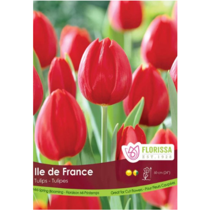 Tulip 'Ile de France' Blooming 40/Pkg.