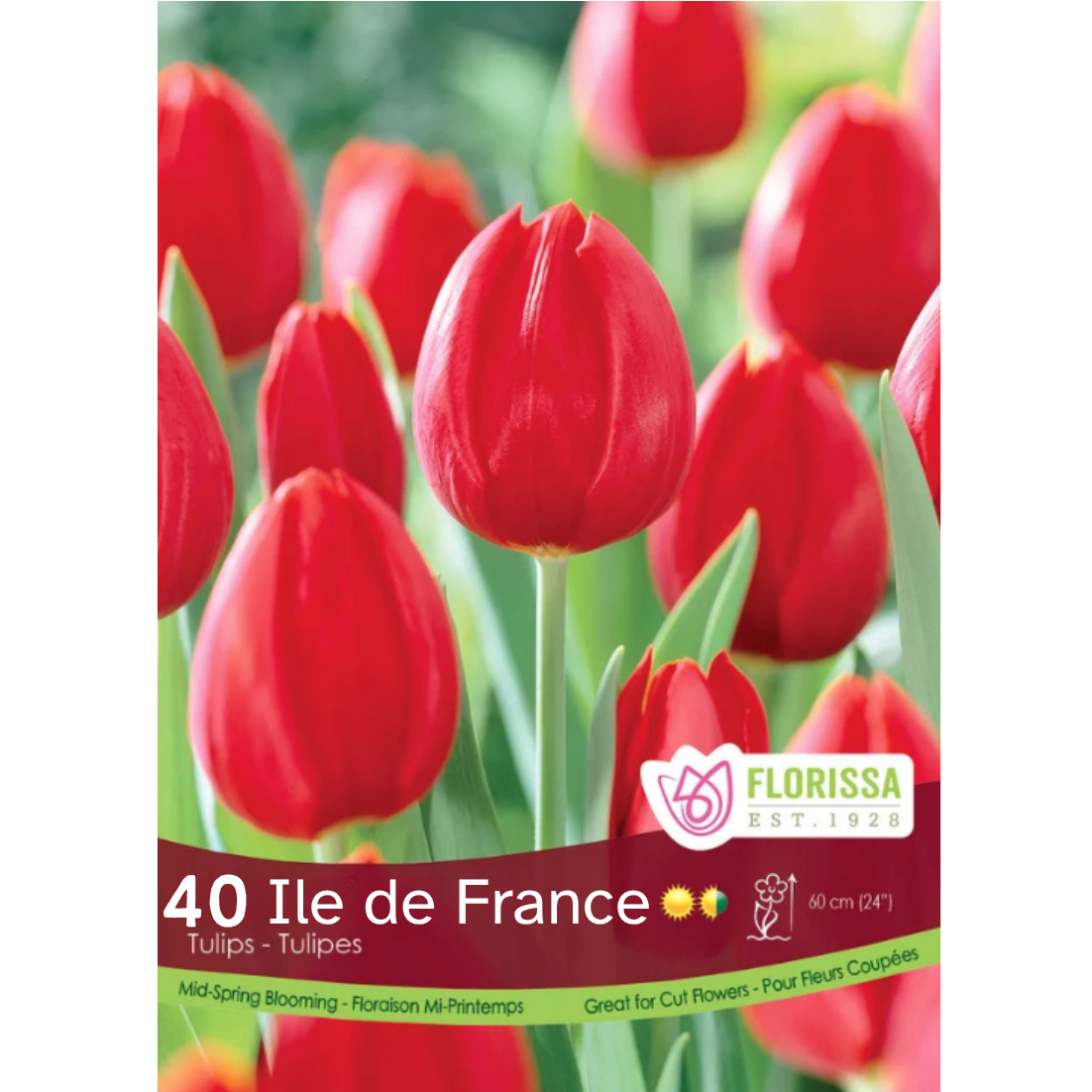 Tulip 'Ile de France' Blooming 40/Mesh Bag