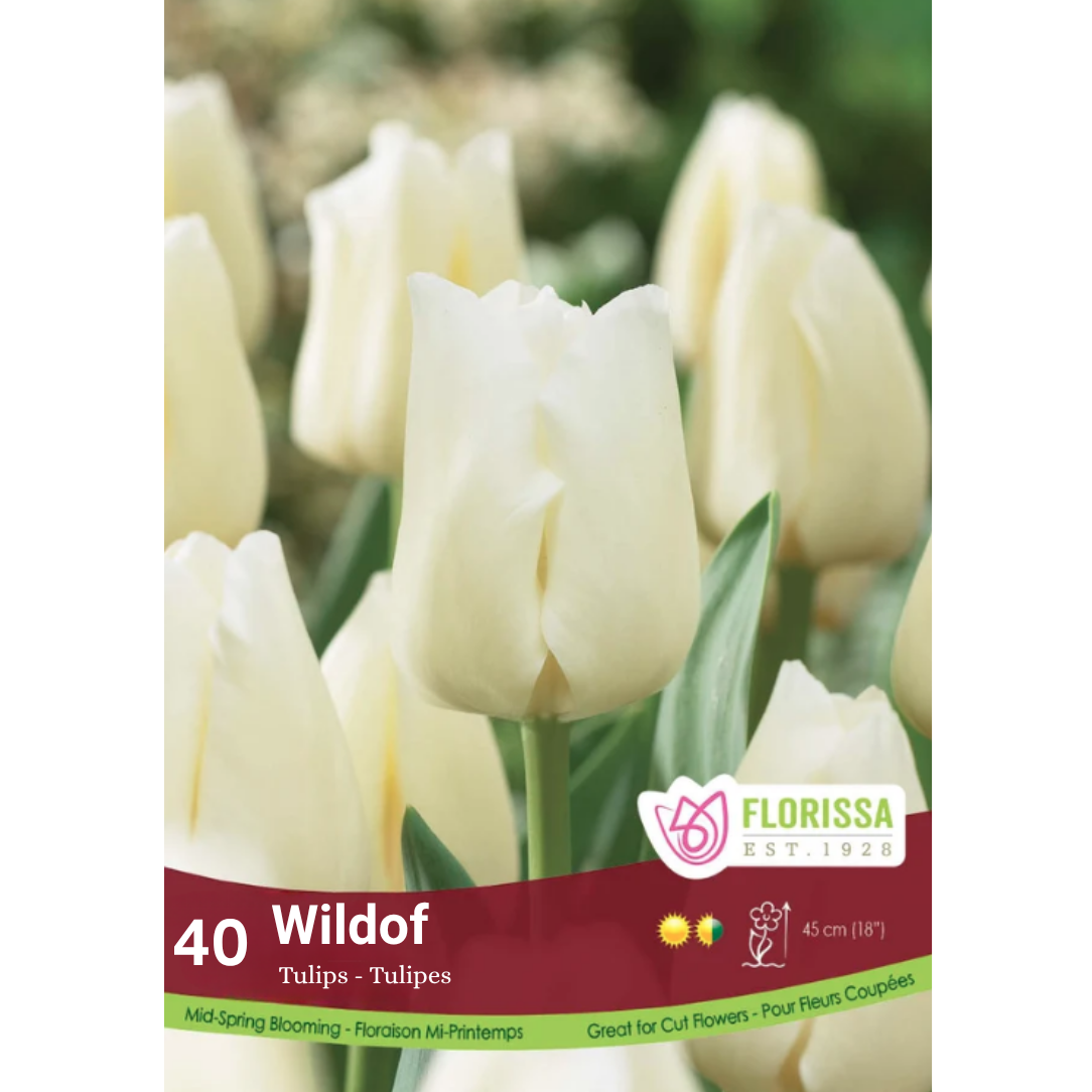 Tulip 'Wildhof' 40/Mesh Bag