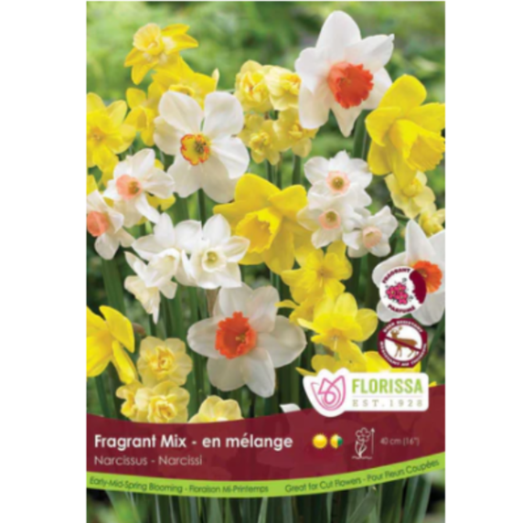 Narcissus Fragrant Mix 50/Pkg.