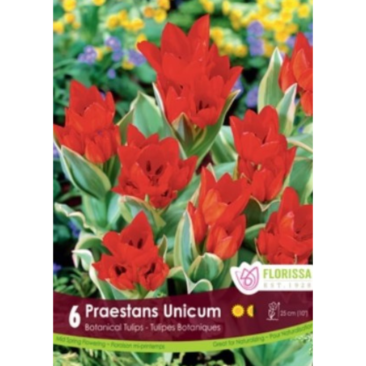 Tulip 'Praestans Unicum' Botanical 6/Pkg.