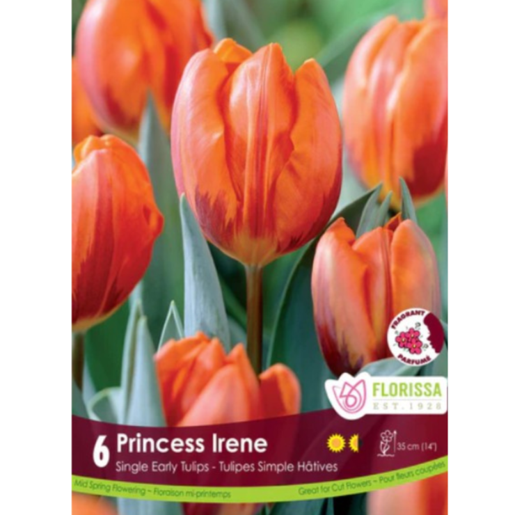 Tulip 'Princess Irene' Single 6/Pkg.