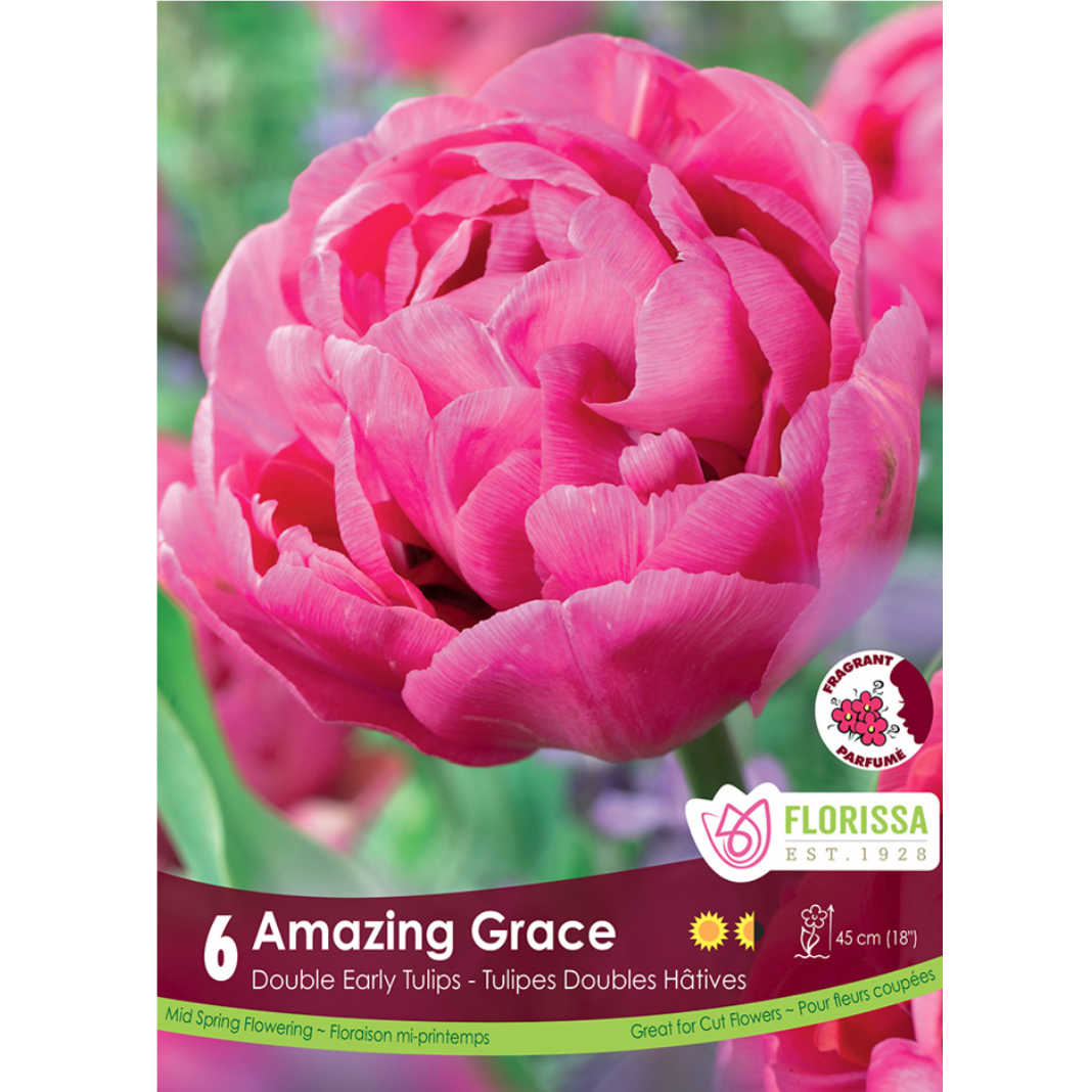 Tulip 'Amazing Grace' 6/Pkg.