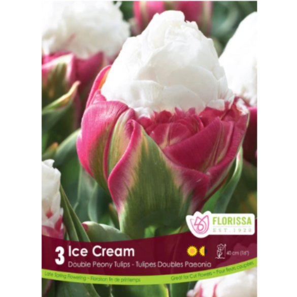 Tulip 'Ice Cream' Double Peony 3/Pkg.