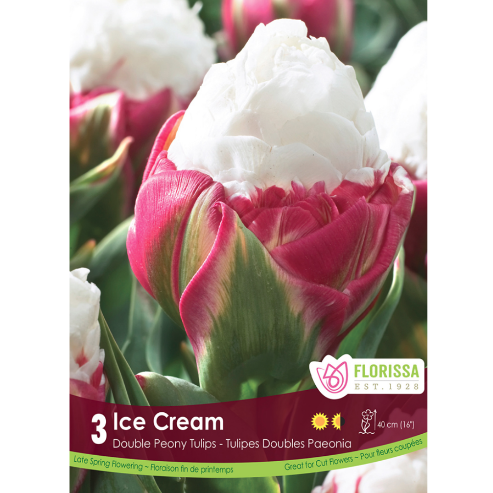 Tulip 'Ice Cream' 3/Pkg.