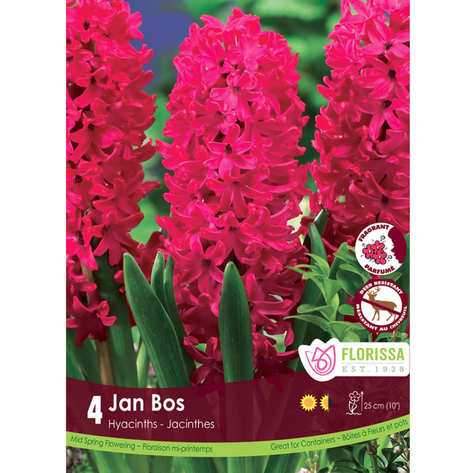 Hyacinth 'Jan Bos' 3/Pkg.