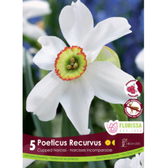 Narcissus 'Poeticus Recurvus' 5/Pkg.