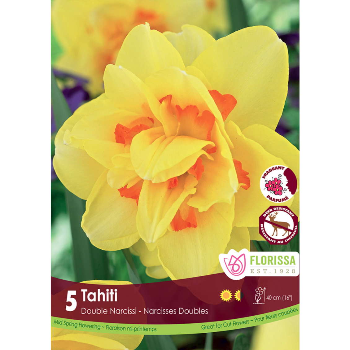 Narcissus 'Tahiti' 5/Pkg.