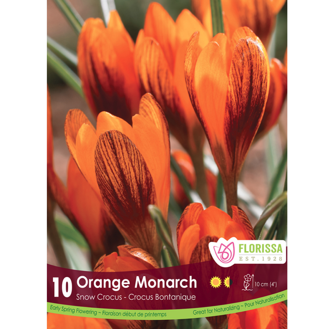 Crocus 'Orange Monarch' 10/Pkg.