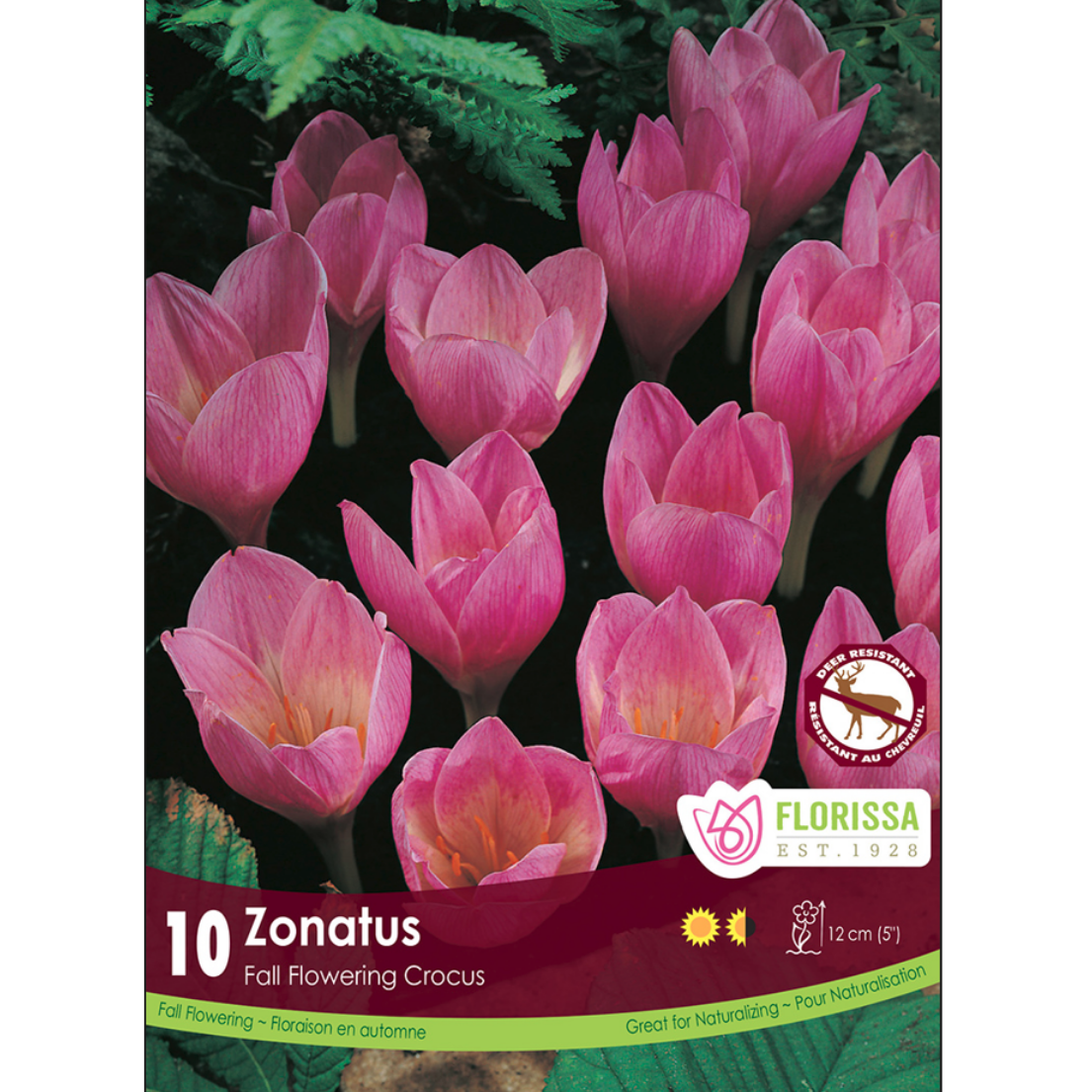 Crocus 'Zonatus' 10/Pkg.