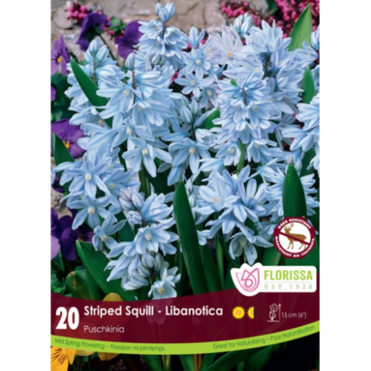 Striped Squill 'Libanotica' Puschkinia 20/Pkg.