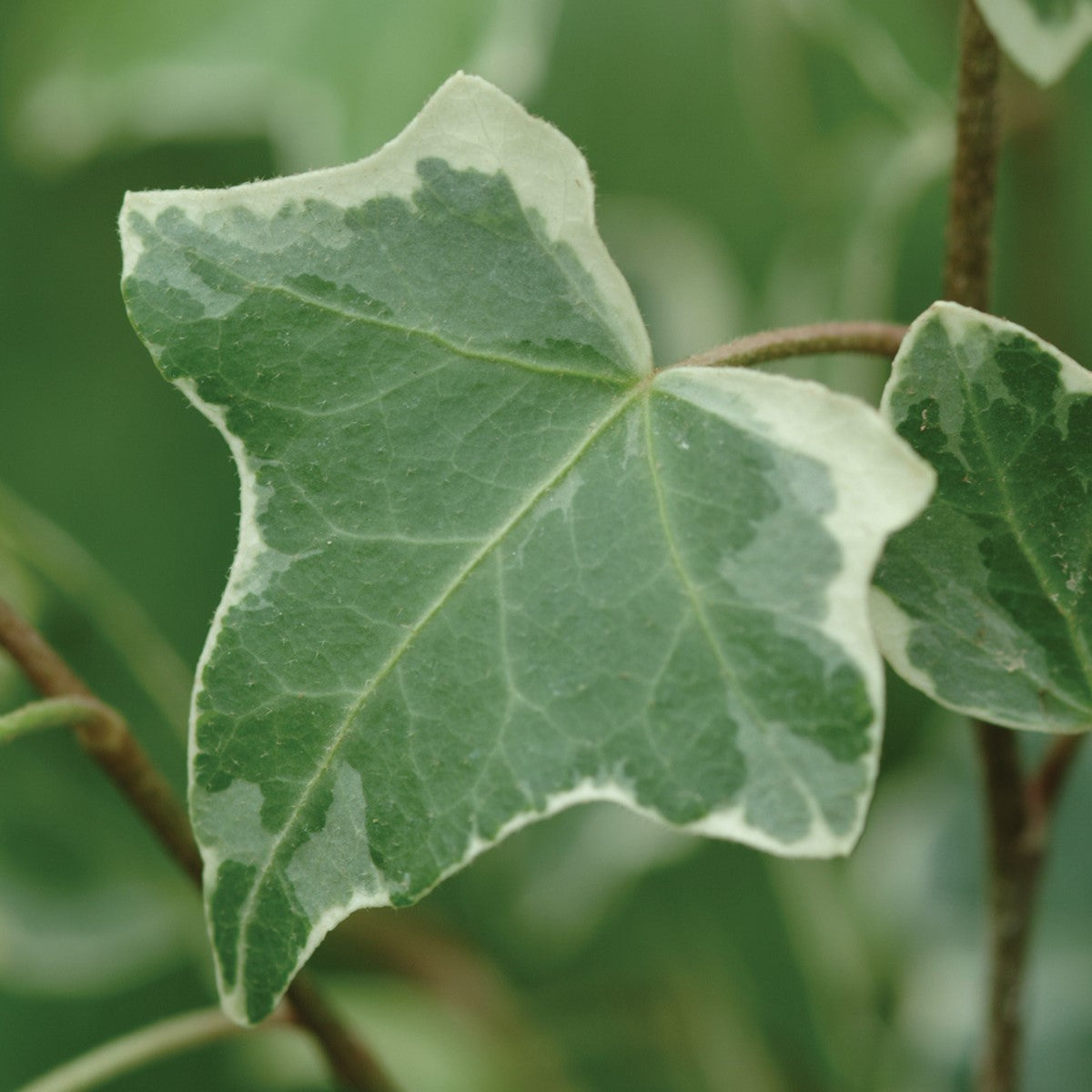 English Ivy