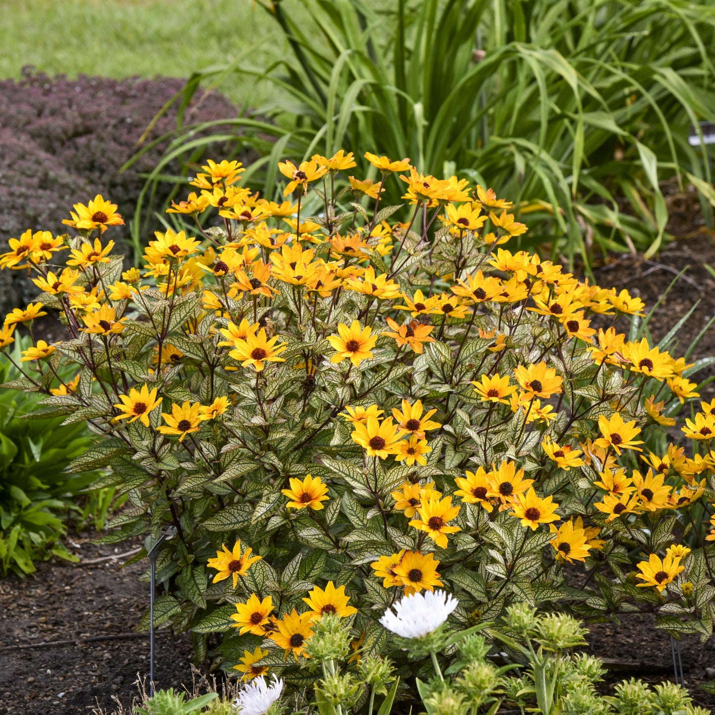 False Sunflower 'Touch of Blush'