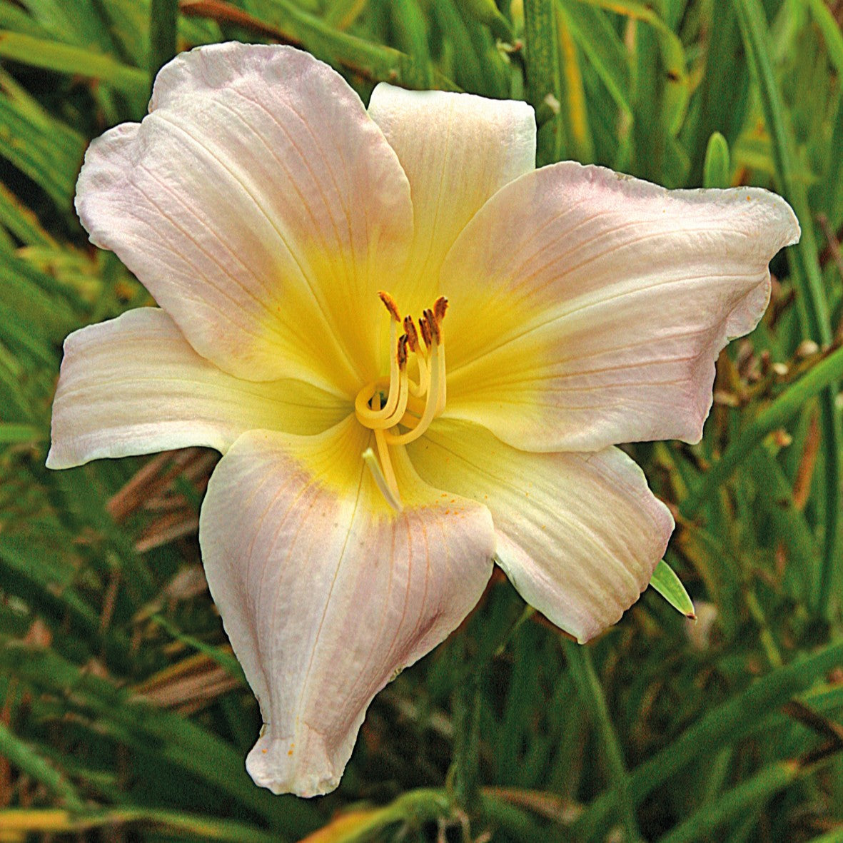 Re-Blooming Daylily 'Catherine Woodbury'